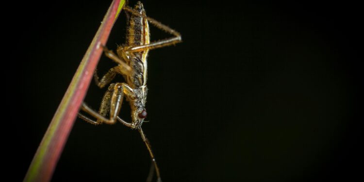 Se você ouve grilos na sua casa ou no jardim durante a noite, explicamos o que isso significa e por que é algo positivo