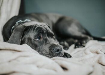 O que seu cachorro sente quando você grita com ele, segundo especialistas em comportamento canino