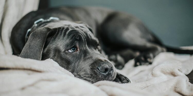 O que seu cachorro sente quando você grita com ele, segundo especialistas em comportamento canino