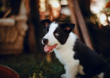 Agora é oficial: cães passam a ir para escolas em todo este país