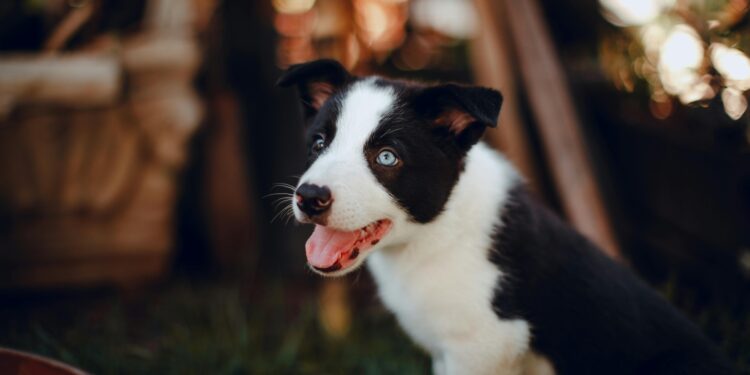 Agora é oficial: cães passam a ir para escolas em todo este país