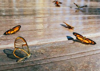 O que significa quando você sonha com uma borboleta, segundo especialistas