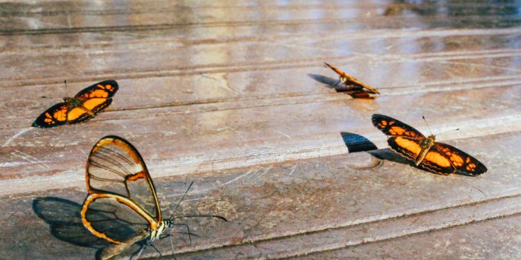 O que significa quando você sonha com uma borboleta, segundo especialistas