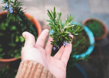 Nem na sala, nem no banheiro: onde colocar o vaso de alecrim para atrair riqueza em fevereiro