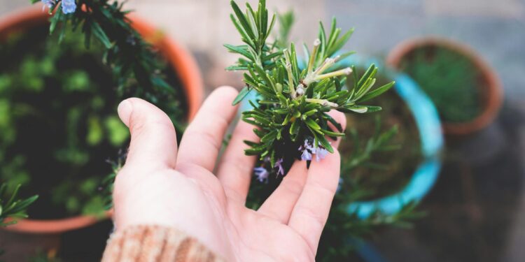 Nem na sala, nem no banheiro: onde colocar o vaso de alecrim para atrair riqueza em fevereiro