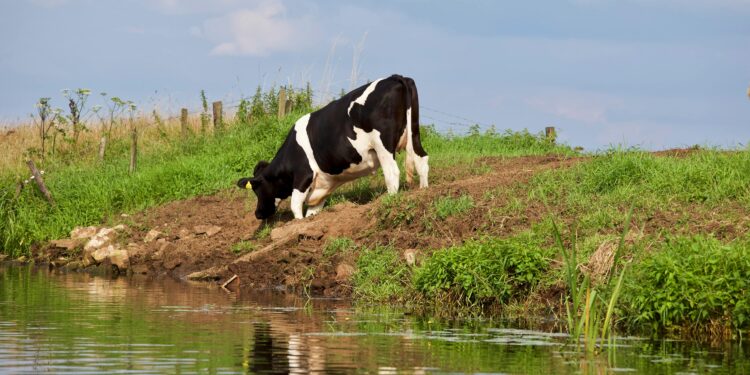 Se um animal solto cruzar seu caminho na estrada, isso pode virar uma indenização de R$ 300 mil
