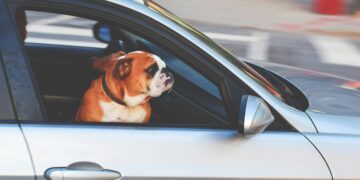 Lei já vale no Brasil e pode custar mais de R$ 190,00 para quem tem cachorro