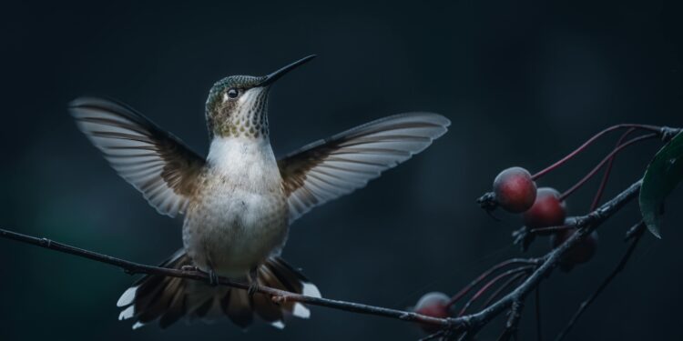 Se você vir um beija-flor rondando sua casa ou jardim, contamos o que isso significa e por que é positivo