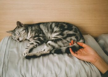 O que acontece com o seu corpo se você dormir todas as noites com o seu gato, segundo um estudo
