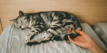 O que acontece com o seu corpo se você dormir todas as noites com o seu gato, segundo um estudo