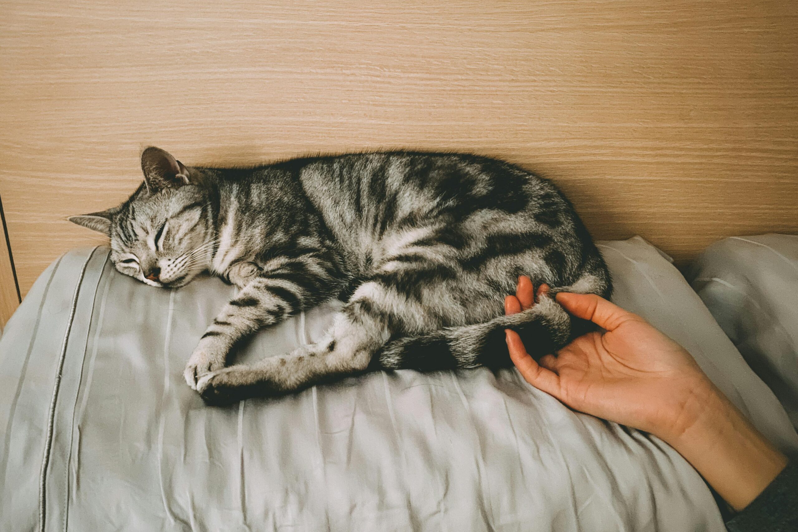 O que acontece com o seu corpo se você dormir todas as noites com o seu gato, segundo um estudo