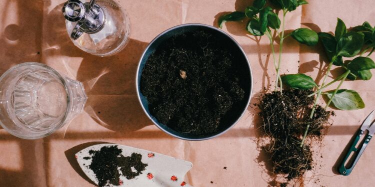 Espetar colheres velhas na terra das plantas: por que os especialistas recomendam a prática