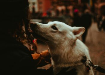 O que significa quando seu cachorro te toca com o focinho, segundo os veterinários