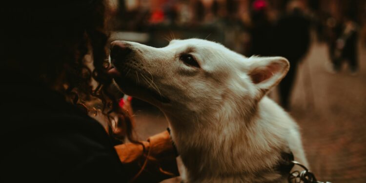 O que significa quando seu cachorro te toca com o focinho, segundo os veterinários