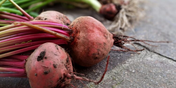 Beterraba crua ou cozida? Descubra o melhor para conservar os nutrientes