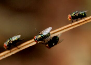 Os erros bobos que transformam sua cozinha em um paraíso para moscas