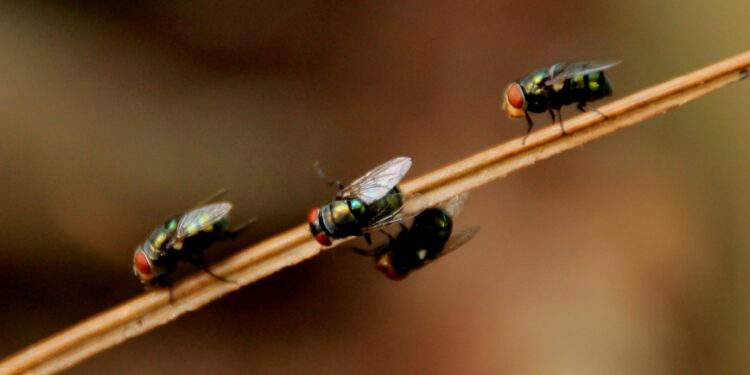 Os erros bobos que transformam sua cozinha em um paraíso para moscas