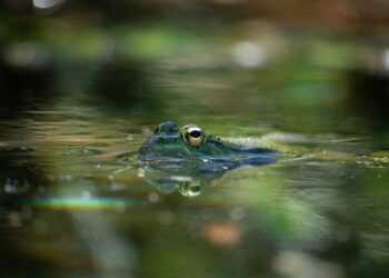 O dia em que não choveu água: fenômeno raro fez rãs caírem do céu em diversos países