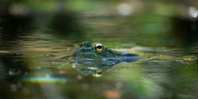 O dia em que não choveu água: fenômeno raro fez rãs caírem do céu em diversos países