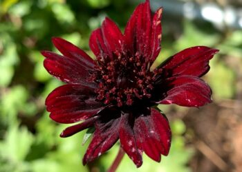 Foto: Katrina Wright/Unsplash