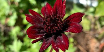 Foto: Katrina Wright/Unsplash