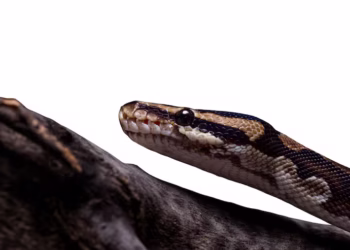 Serpente com mais de 500 anos e 1,8 metro de comprimento é descoberta intacta