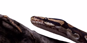Serpente com mais de 500 anos e 1,8 metro de comprimento é descoberta intacta