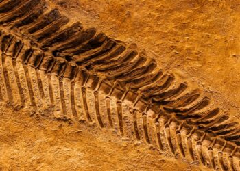 Foto: Kvnga/Unsplash