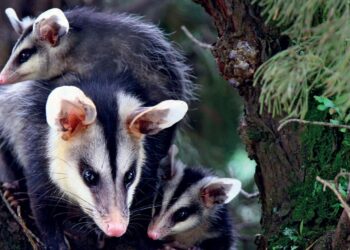 Descoberta do século: animal estranho, que se acreditava extinto há 6.000 anos, é encontrado vivo