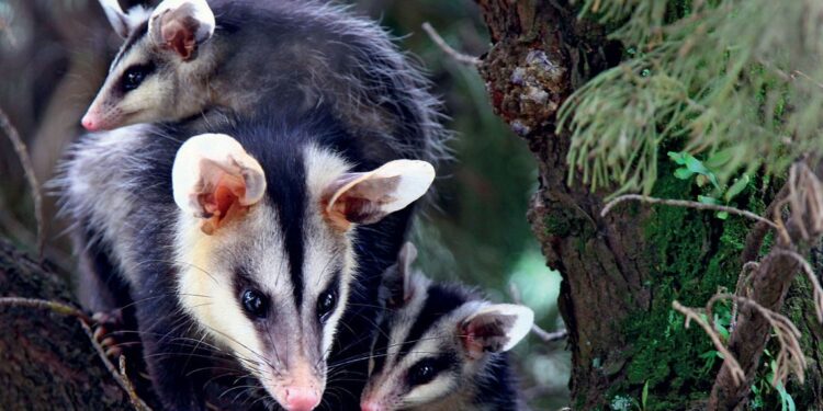 Descoberta do século: animal estranho, que se acreditava extinto há 6.000 anos, é encontrado vivo