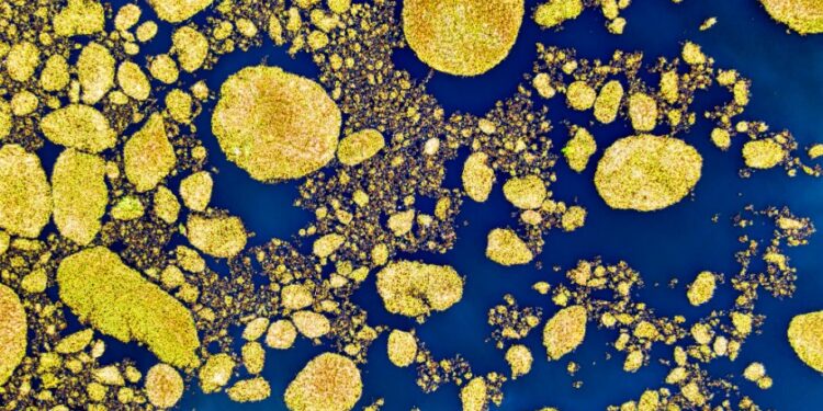 8 em cada 10 pessoas serão infectadas por este vírus, apontam especialistas