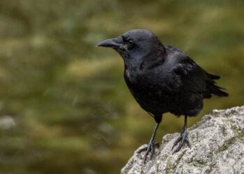 Corvo em uma pedra