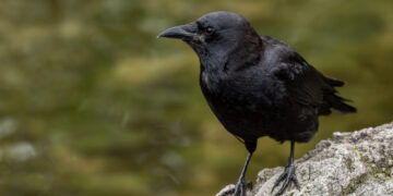 Corvo em uma pedra