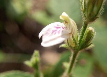 Reprodução: Wikimedia Commons / 	Nativeplants Garden
