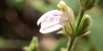Reprodução: Wikimedia Commons / 	Nativeplants Garden