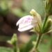 Reprodução: Wikimedia Commons / 	Nativeplants Garden
