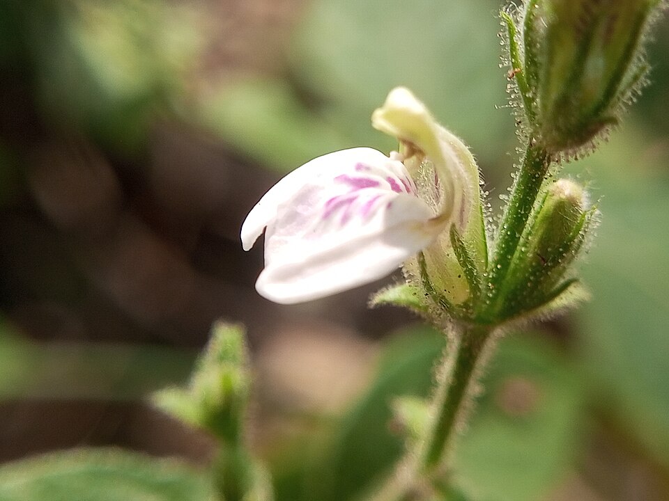 Após mais de um século, espécie rara é encontrada no Brasil