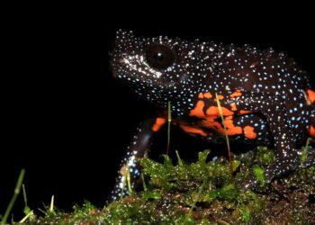 Reprodução: Wikimedia Commons / Ben Tapley