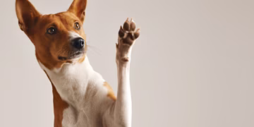 O que seu cachorro está tentando te dizer quando late demais (quase ninguém percebe)
