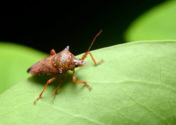 Descoberta acidental revela “coisa simples” que os percevejos temem