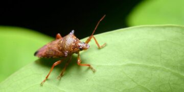 Descoberta acidental revela “coisa simples” que os percevejos temem
