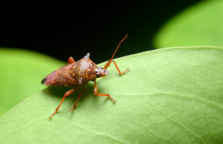 Descoberta acidental revela “coisa simples” que os percevejos temem