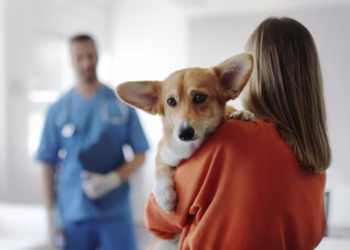 Agora pets podem visitar donos internados em hospitais neste lugar