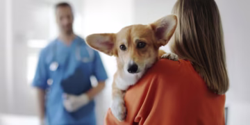 Agora pets podem visitar donos internados em hospitais neste lugar