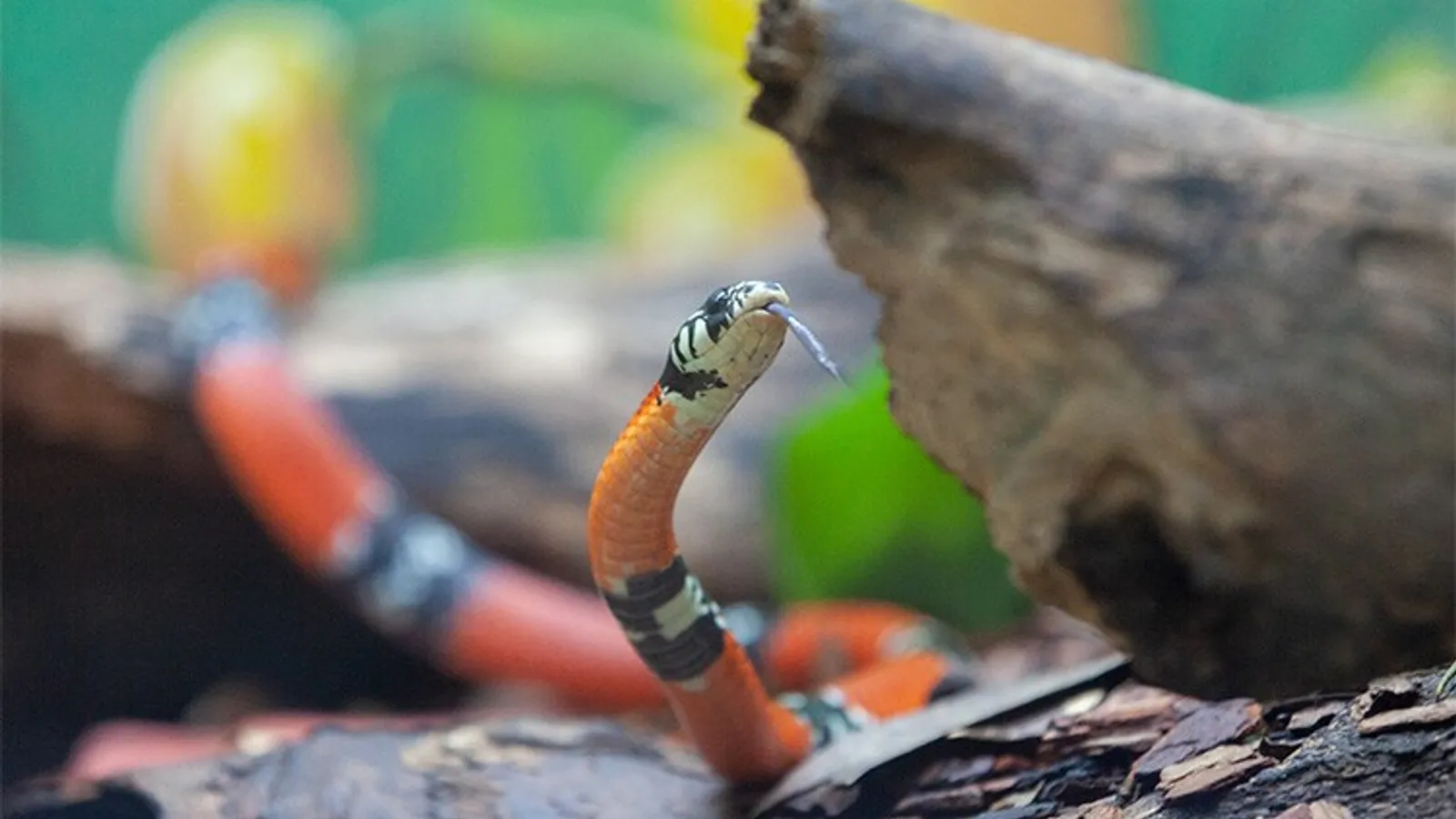 A cobra mais venenosa do Brasil pode estar mais perto do que você imagina: no seu quintal