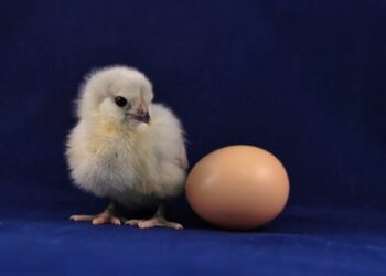 Reprodução: Unsplash / Daniel Tuttle