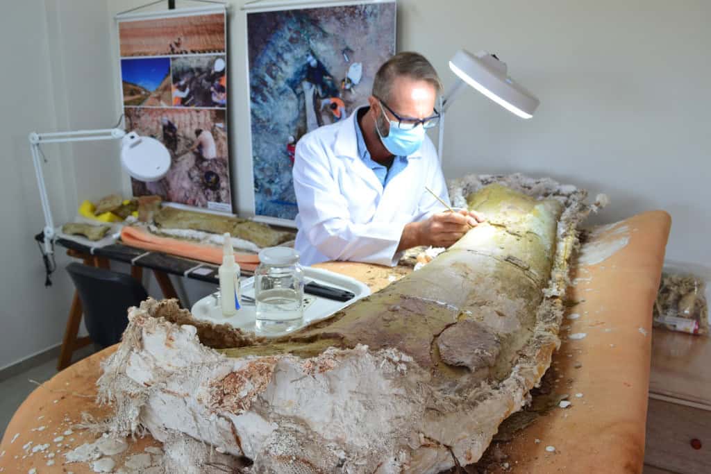 Cientistas encontram dinossauro no Brasil em descoberta que muda a história dos animais