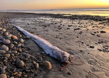 Peixe do Fim do Mundo