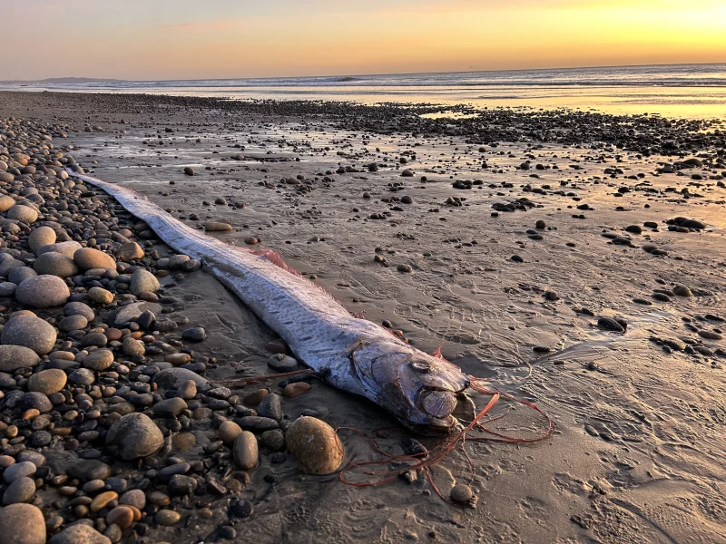 Criatura ligada ao “fim do mundo” vive no fundo do mar, mas voltou a surgir para humanos