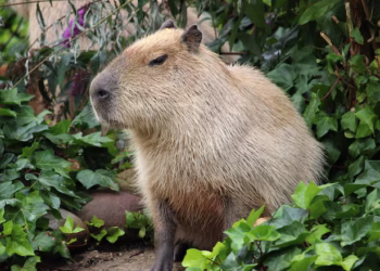 Quem fizer isso com animais no Brasil terá que pagar multa de R$ 20 mil
